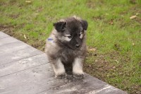 /album/fotogalerie-arkan-alias-modry/nemecky-vlci-spic-modry-914-jpg/